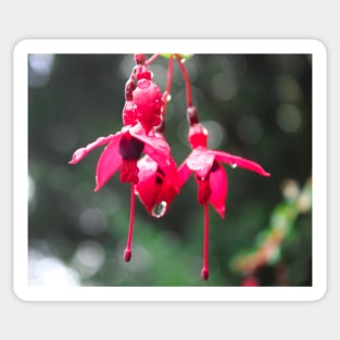 Beautiful pink and purple flowers on a rainy day Sticker